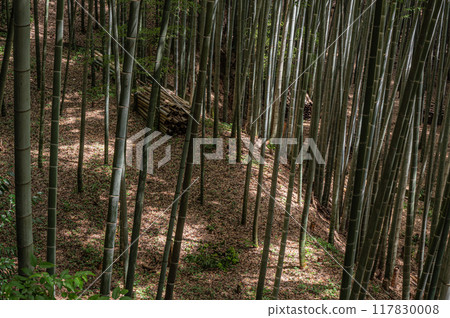 京都府八幡市石清水八幡宮境內的竹林 117830008