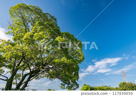 Trees on the banks of the Horikawa River, Fushimi Ward, Kyoto City 117830050