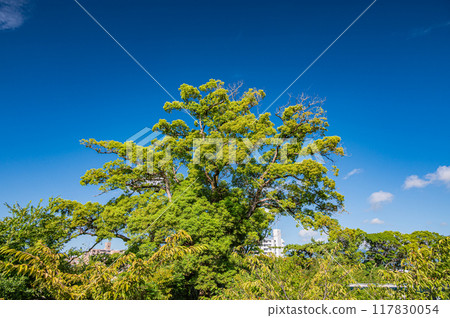 京都市伏見區淀城遺址公園風景 117830054