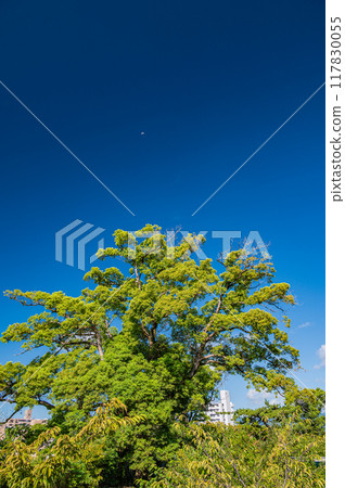 Yodo Castle Ruins Park Scenery, Fushimi Ward, Kyoto City Yodo Castle Ruins Park Scenery, Fushimi Ward, Kyoto City 117830055