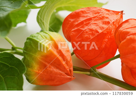 鳳月 - 3:2 117830059