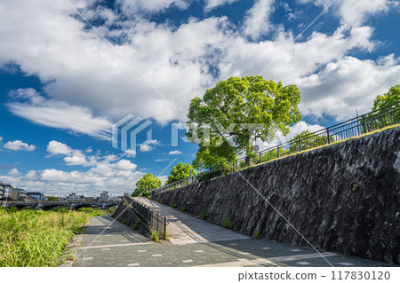 Summer scenery of the Kamo River in Kyoto, downstream of Shichijo Ohashi Bridge 117830120