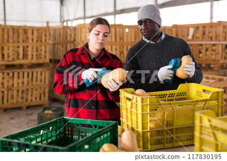 Man and young woman brushing ripe pumkins in warehouse Man and young woman brushing ripe pumkins in warehouse 117830195