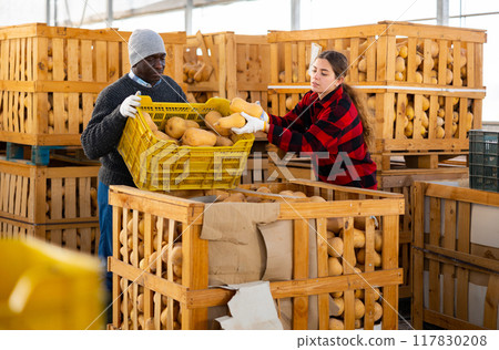 Man and woman farmers talking during stacking pumpkins Man and woman farmers talking during stacking pumpkins 117830208