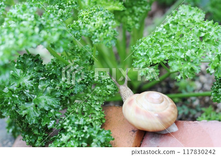 Snail walking on bricks, snail, snail 117830242