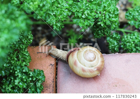 Snail walking on bricks, snail, snail 117830243
