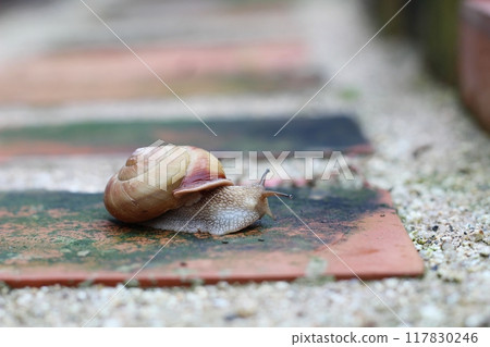Snail walking on bricks, snail, snail 117830246