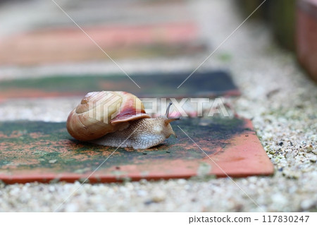 Snail walking on bricks, snail, snail Snail walking on bricks, snail, snail 117830247