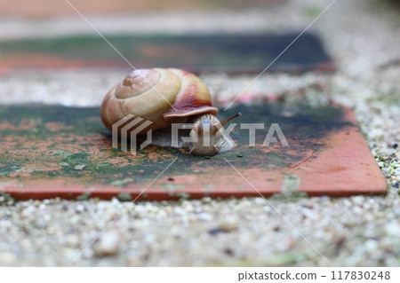 Snail walking on bricks, snail, snail Snail walking on bricks, snail, snail 117830248
