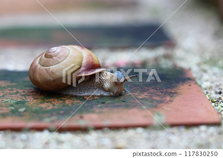 Snail walking on bricks, snail, snail 117830250