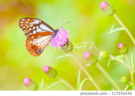 Asagi Madara sucking honey of thistle Asagi Madara sucking honey of thistle 117830348