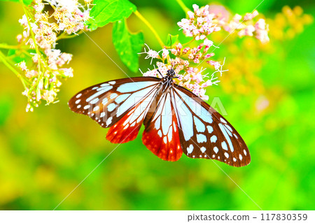 The vivid pattern of the Monarch butterfly 117830359
