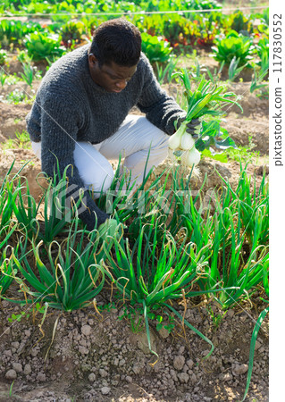 African farmer harvesting green onion African farmer harvesting green onion 117830552