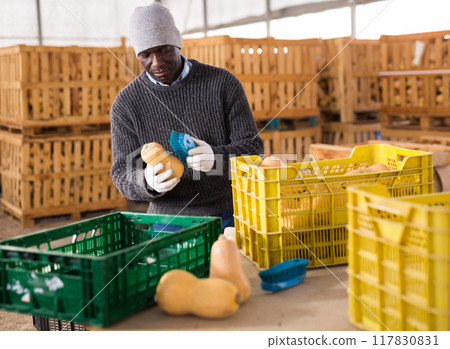 Man brushing ripe pumkins in warehouse 117830831