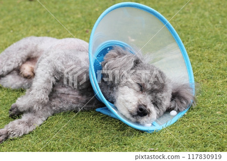 A toy poodle wearing an Elizabethan collar relaxing on artificial turf A toy poodle wearing an Elizabethan collar relaxing on artificial turf 117830919