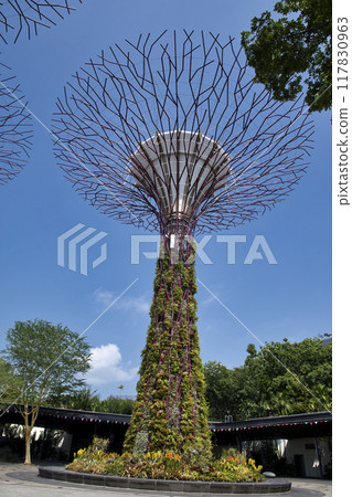 95931 濱海灣花園 馬刺樹 95931 濱海灣花園 馬刺樹 117830963