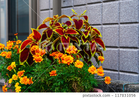 入口前的錦紫蘇 入口前的錦紫蘇 117831056