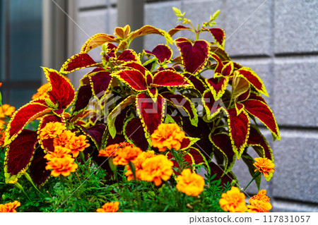 入口前的錦紫蘇 117831057