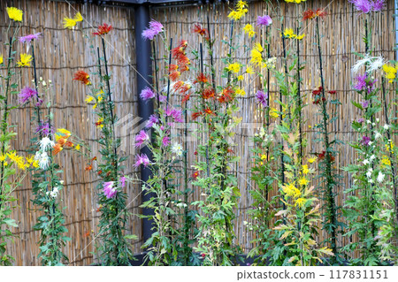 佐賀菊花 佐賀菊花 117831151