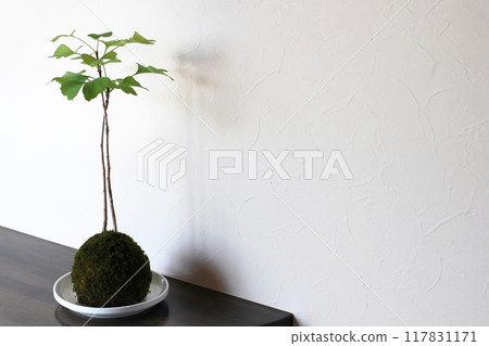 Ginkgo moss ball indoors Ginkgo moss ball indoors 117831171