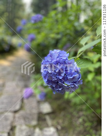 繡球 繡球 117831186