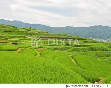 Rice terraces in the Nagaone area 117831191