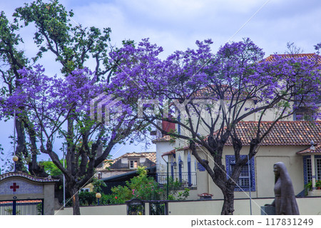 藍花楹 藍花楹 117831249
