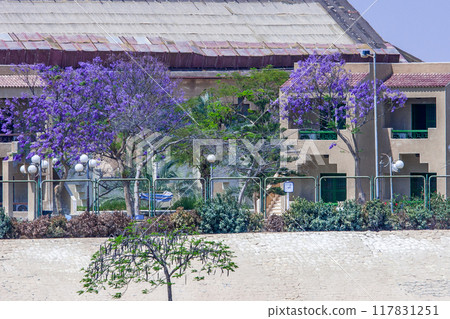 Jacaranda 117831251