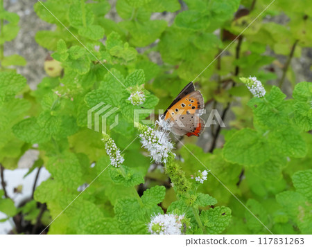 A copper butterfly on a mint flower 117831263