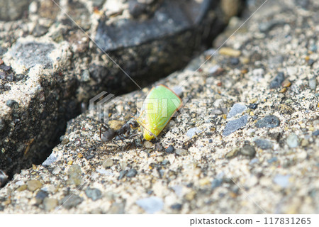 Ants carrying a grasshopper with all their might 117831265