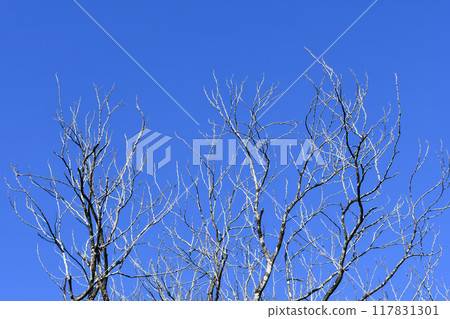 Winter blue sky and dead trees Winter blue sky and dead trees 117831301