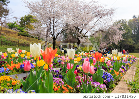 Beautiful Yoshino cherry blossoms in full bloom and tulips in flowerbeds by the water. A famous cherry blossom spot: Mitsuike Park, Tsurumi Ward, Yokohama City 117831450