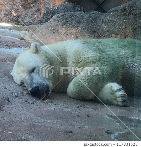 Polar bear taking a nap in the afternoon 117831525