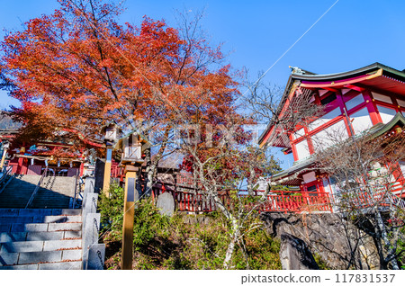 Musashi Mitake Shrine in Tokyo: Treasure hall and worship hall dyed in autumn leaves Musashi Mitake Shrine in Tokyo: Treasure hall and worship hall dyed in autumn leaves 117831537