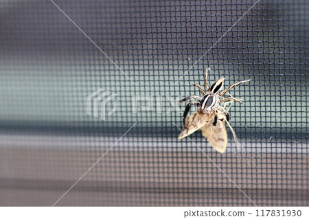 House spider, Adanson jumping spider, hunting, cloud catching a moth 117831930