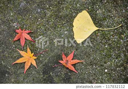 Fallen autumn leaves and ginkgo leaves on the ground Fallen autumn leaves and ginkgo leaves on the ground 117832112