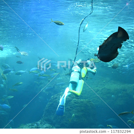 Diving scenery 117832294