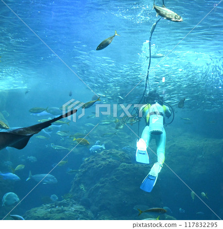 Diving scenery 117832295