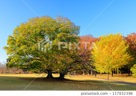 森林公園的秋天 117832396