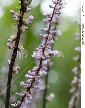 Light purple lily of the valley flower Light purple lily of the valley flower 117832752