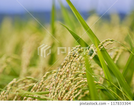 A thickly ripened ear of rice that is about to be harvested A thickly ripened ear of rice that is about to be harvested 117833304