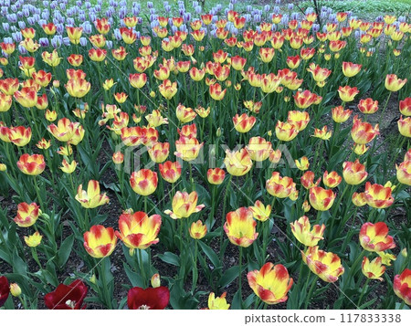 Tulips in full bloom at Azumino Park 117833338