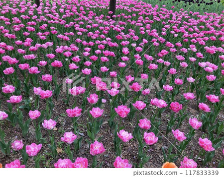 Tulips in full bloom at Azumino Park Tulips in full bloom at Azumino Park 117833339
