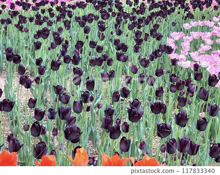 Tulips in full bloom at Azumino Park 117833340