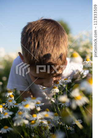 A boy in a field. Collection of medicinal herbs. Chamomile tea, health benefits. 117833509