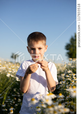 A boy in a field. Collection of medicinal herbs. Chamomile tea, health benefits. A boy in a field. Collection of medicinal herbs. Chamomile tea, health benefits. 117833518