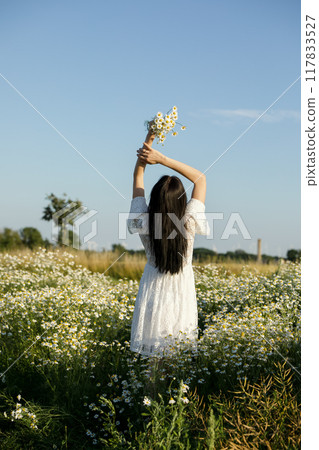 Daisy petals. Collection of medicinal herbs. Chamomile tea, health benefits 117833527