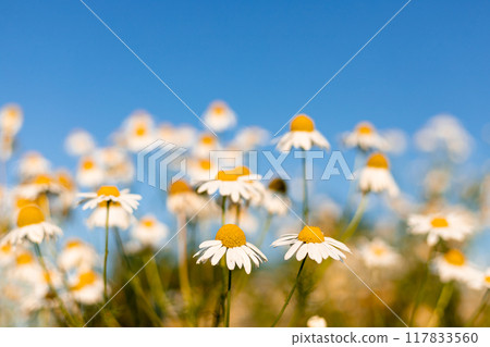 Daisy petals. Collection of medicinal herbs. Chamomile tea, health benefits Daisy petals. Collection of medicinal herbs. Chamomile tea, health benefits 117833560