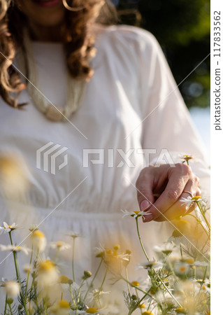 Daisy petals. Collection of medicinal herbs. Chamomile tea, health benefits 117833562