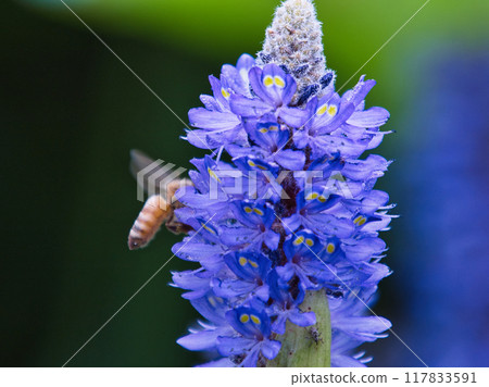 A bee stuck in a flower A bee stuck in a flower 117833591